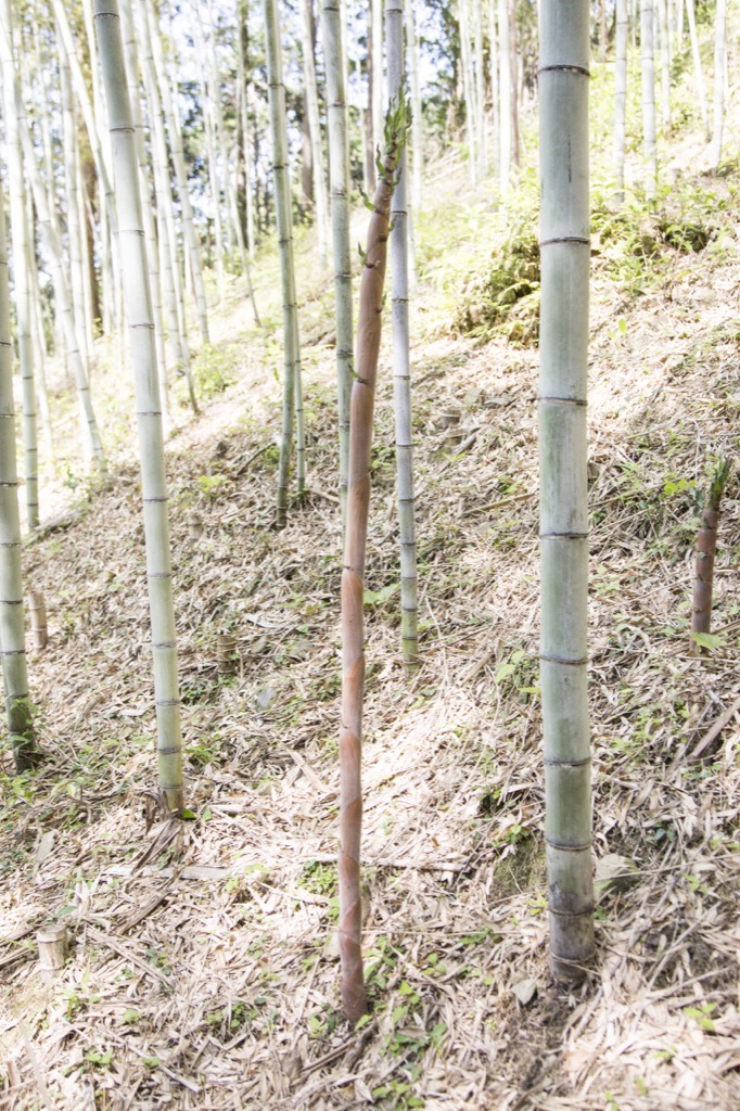 タケノコと竹