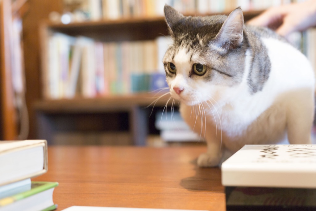 甲斐さんの飼い猫“ビド”おばあちゃん