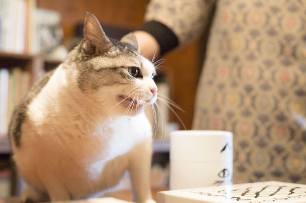 甲斐さんの飼い猫“ビド”おばあちゃん