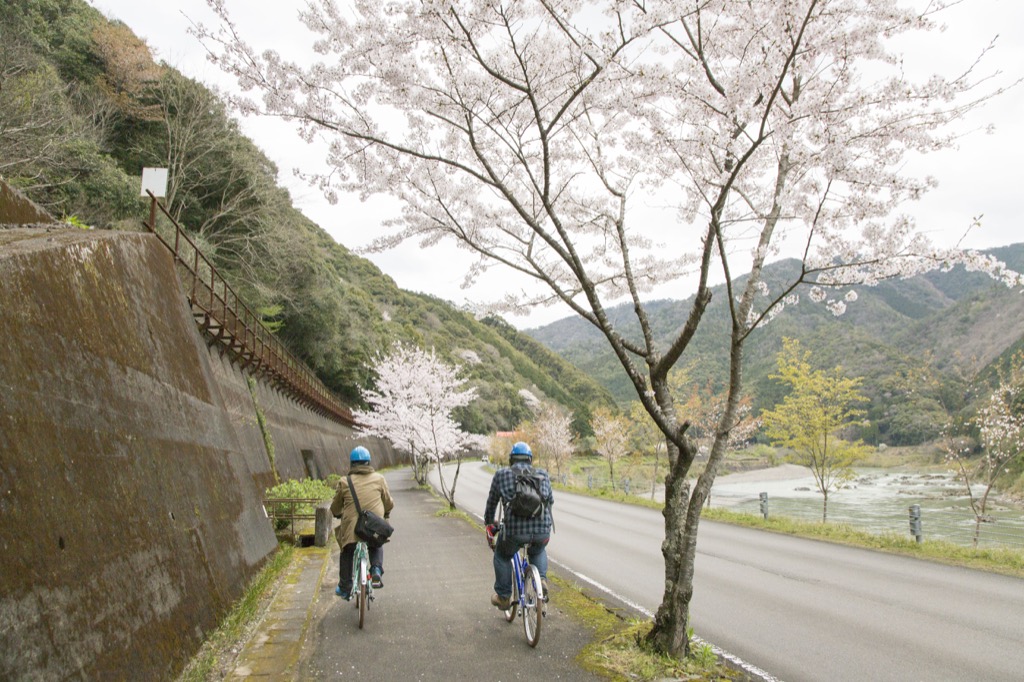 桜の下を疾走