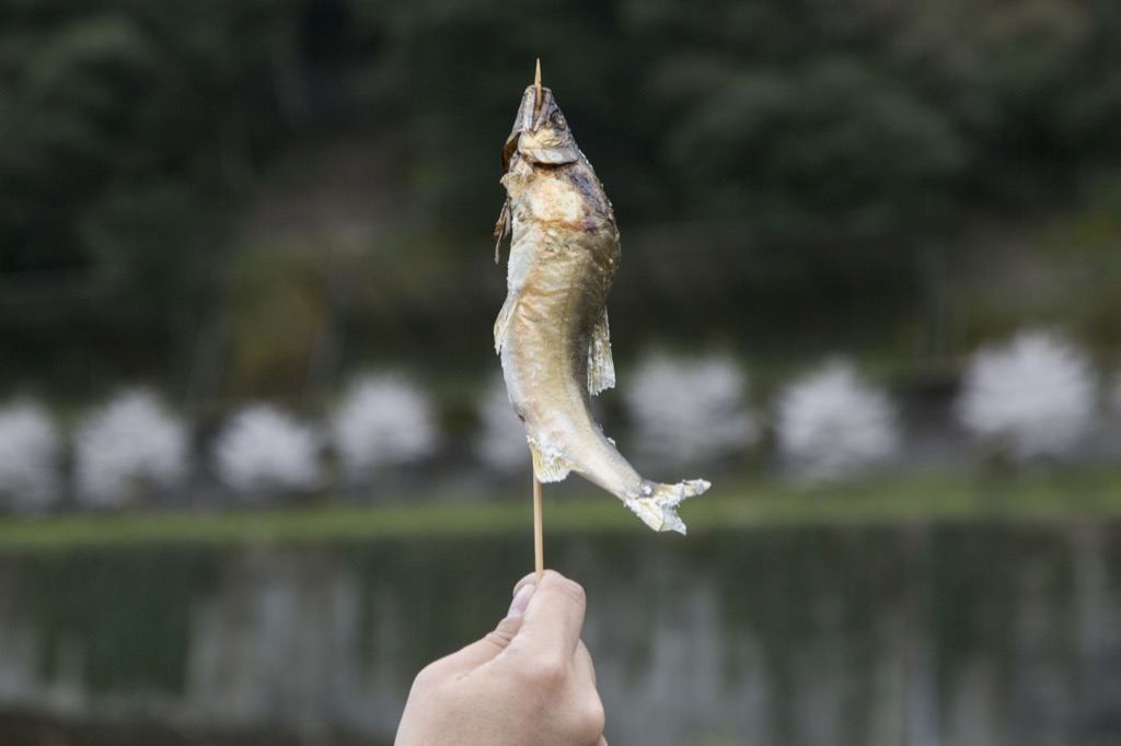 鮎をいただく