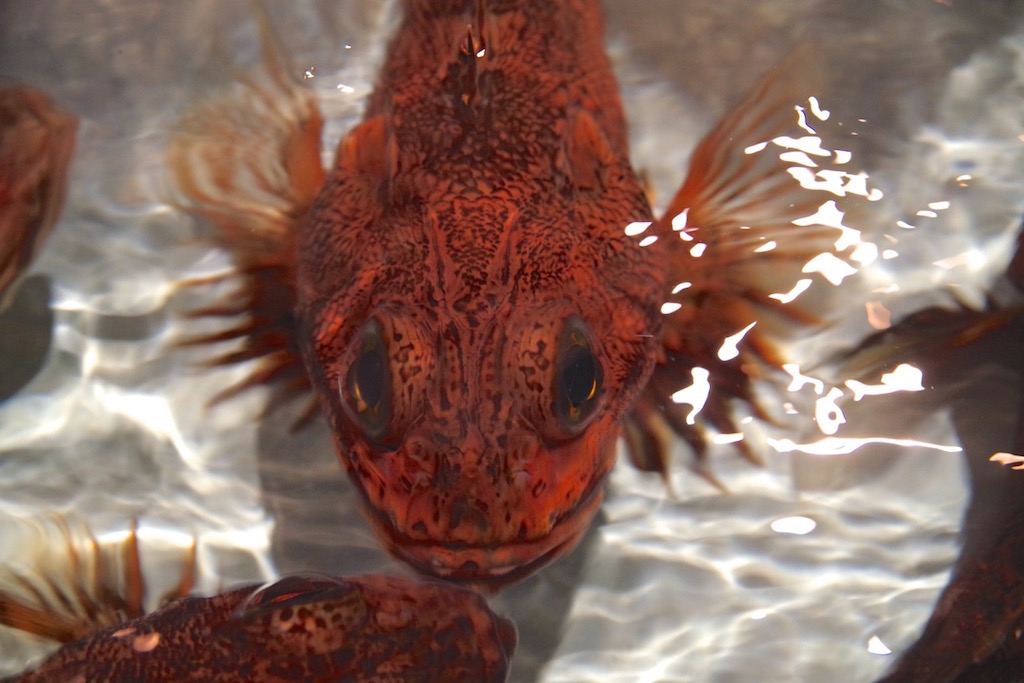 深海の魚