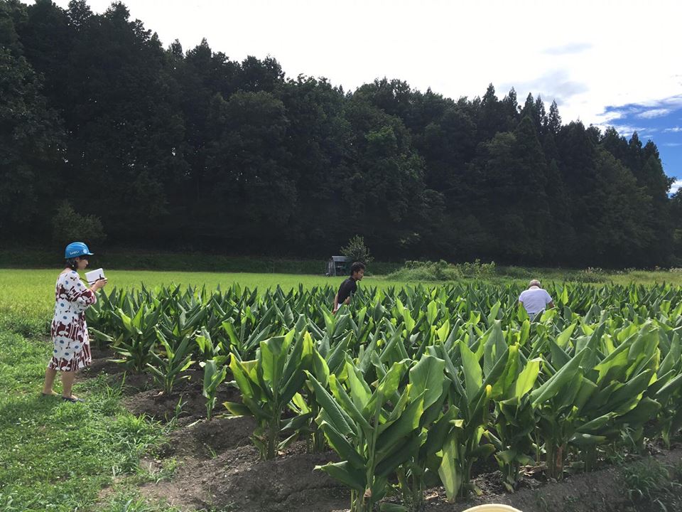 三条スパイス研究所　ウコン 山崎さん