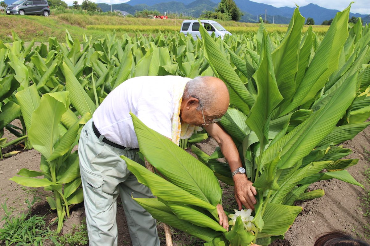 三条スパイス研究所　ウコン 山崎さん三条スパイス研究所　ウコン