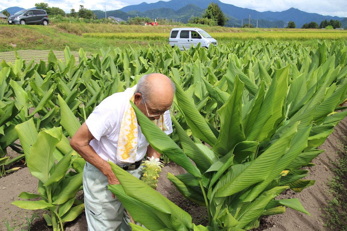 三条スパイス研究所　ウコン 山崎さん三条スパイス研究所　ウコン