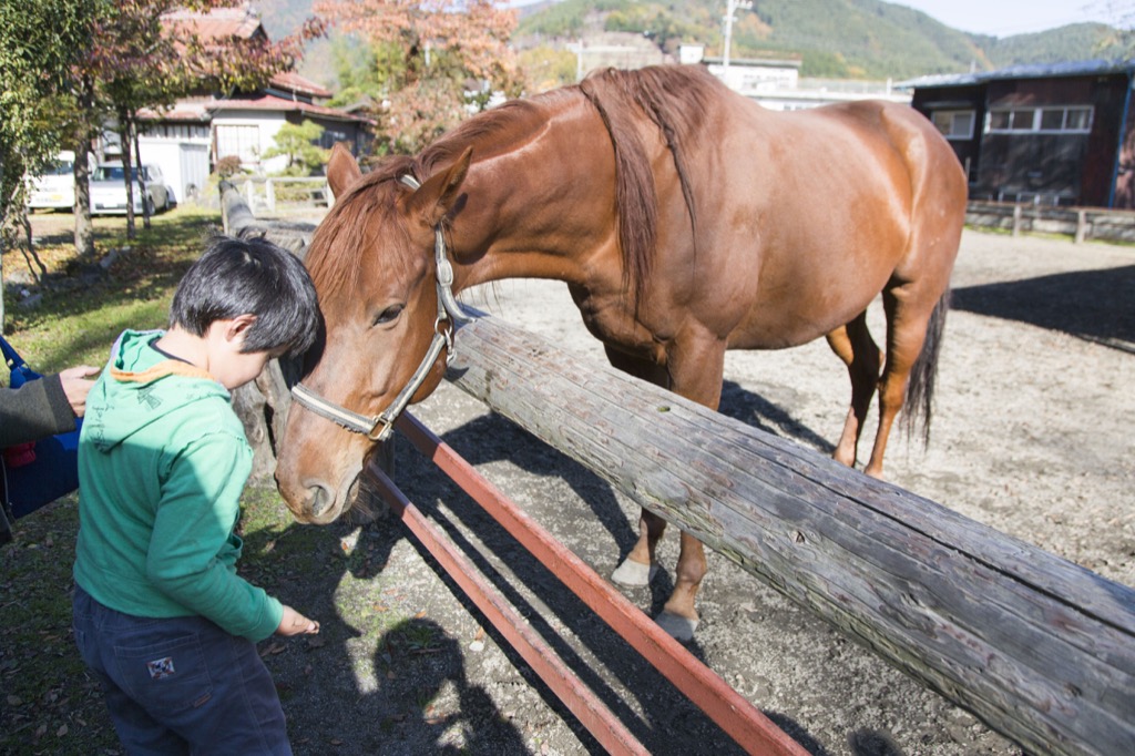 ひとなつこい馬