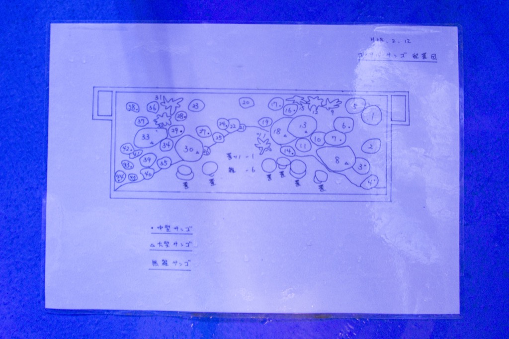 サンゴ指示書