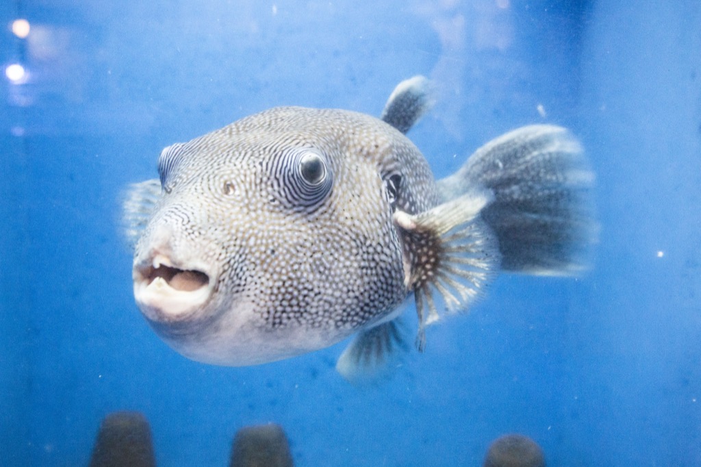 面白い顔の魚