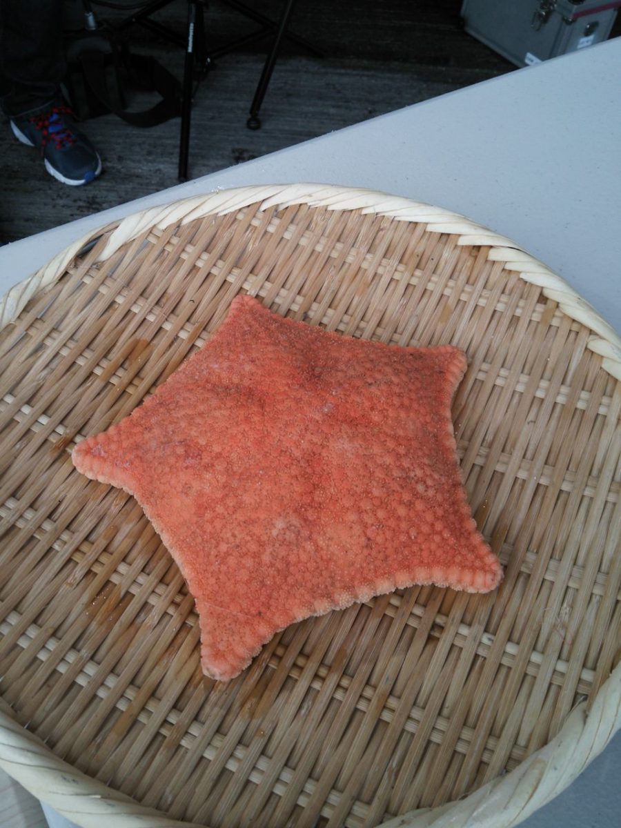 ゴカクホシヒトデ