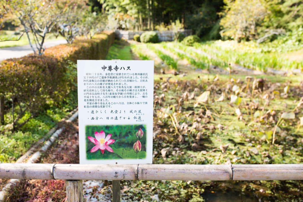 中尊寺ハスの池