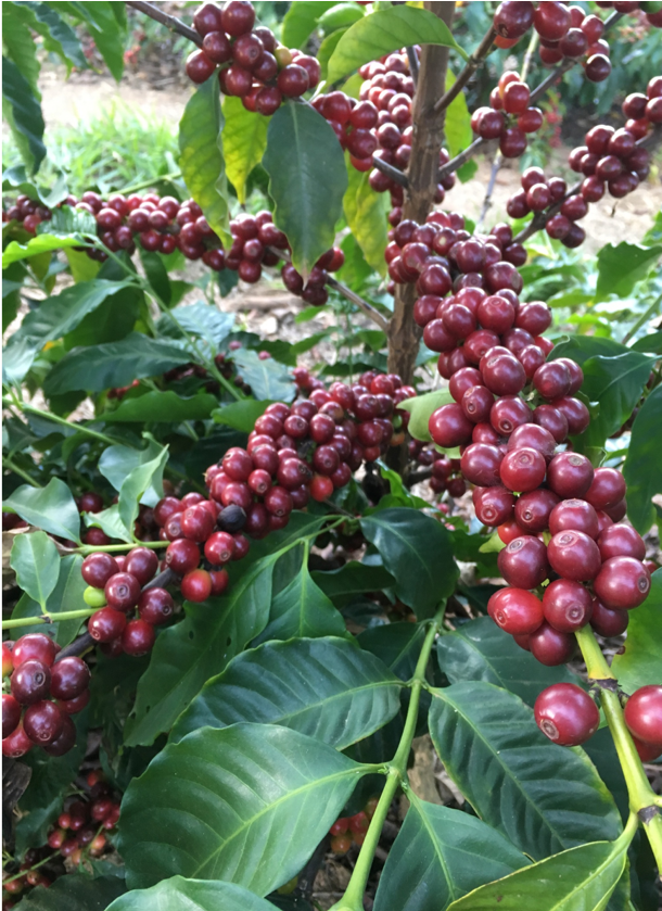 コーヒーの果実