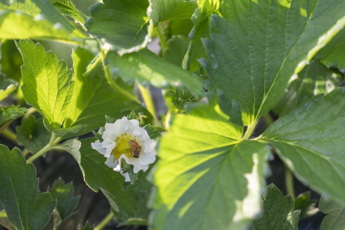 ハウスの蜂