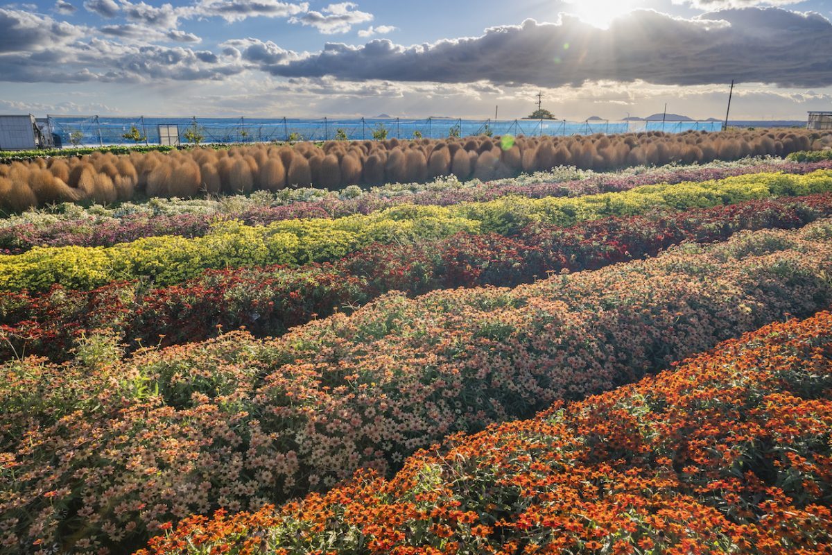 花の海